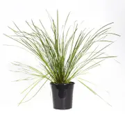 180mm Tanika - Lomandra longifolia
