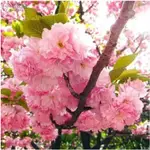 🍓台灣💋日本櫻花種子 超低價 四季開花 林木花卉種子室內外桌面觀花盆栽 種子