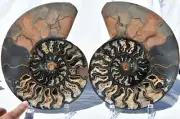 Large Black Ammonite Pair Deep Crystals 240mm XXXLRG 9.5" 110myo 3237re