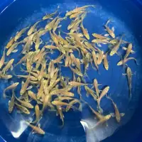 在飛比找蝦皮購物優惠-飼料 龍鯉 白金蝴蝶龍鯉