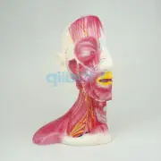 Life Size Median Section of Human Head & Neck Anatomical Skeleton Medical Model