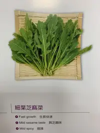 在飛比找露天拍賣優惠-【1磅裝蔬菜種子P199】細葉芝麻菜(箭生菜、德國芥藍)~義