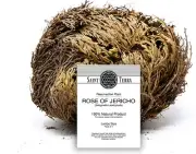 [ 1 ] Rose of Jericho Flower The Resurrection Plant , Jumbo Size