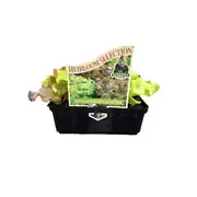 Punnet Lettuce 'Italian Lollo Mix' - Lactuca Sativa