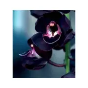 GINGER & BLACK ORCHID Fragrance Oil for making Candles, Soaps, Wax Melts etc.