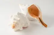 Natural Horse Conch Sea Shell Beach Home Decor 12" (2 pcs) #JC-77
