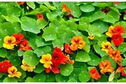 NASTURTIUM 'Trailing Mixed' seeds