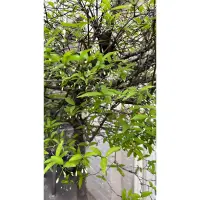 在飛比找蝦皮購物優惠-造型香水梅盆栽 少見單幹大樹徑 約6尺高