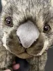 Hansa Thomas Boland wombat plush realistic 14"