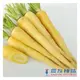 《農友種苗》精選生菜種子 LS-059彩色胡蘿蔔(奶油白)