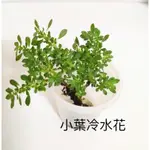 生態缸/生態瓶/DIY系列。腎蕨。冷水花。左手香。怡心草。紫背。小份量。迷你植物。微景觀造景#消費滿199元才出貨