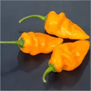 Chilli - Bonda Ma Jaques (Yellow) seeds