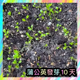 傑克叔叔🌱車前草種子1g 35元，蒲公英種子，，紅蘿蔔葉種子，山萵苣種子野莧菜種子咸豐草種子桑葉，車前草