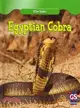 Egyptian Cobra