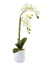 Nearly Natural Phalaenopsis in Frosted Glass