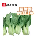 青江菜(巨無霸) 青梗白菜 【白菜類種子】 耐熱青江白菜 巨無霸清江白菜種子 興農牌中包裝 每包約2公克