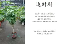 在飛比找Yahoo!奇摩拍賣優惠-心栽花坊-海南菜豆樹/進財樹/1尺盆/綠化植物/室內植物/觀