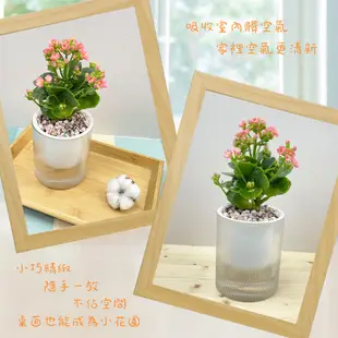 【小品文化】長壽花【現貨】3吋條紋圓免澆水盆栽 懶人盆栽 開花植物 室內植物 自動吸水 創意花盆 居家辦公盆花