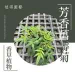 植得｜芳香萬壽菊｜多年生草本香草植物