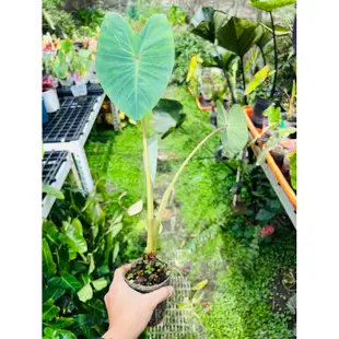 《天棠地芋》虎紋 水芋 Colocasia Tiger Stripe