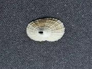 #1967 Diodora Cayenensis 15.0mm land snail shell Ragged Keys, June, 1964