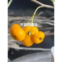 在飛比找蝦皮購物優惠-天穎穎園藝～黃果狀元紅苗～111/7/26更新實拍