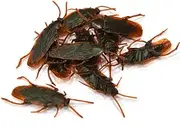 Fake Cockroach Realistic Plastic Roach Insects Joke Toys Prank Scary Trick Bugs for Fools Day 10PCS, Fake Cockroach, Roaches Prank