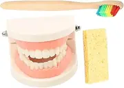 JEWEDECO 1 Set Tooth Brushing Set Teeth Model Teeth Model Tooth Educational Tools Care Model for Teeth Model for Teaching Teeth Care Model Random Color