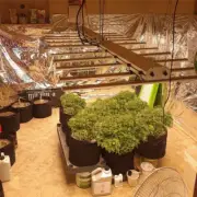 800W 640W Spider Grow Light w/Samsung561C LED Full Spectrum Commercial Grow Lamp