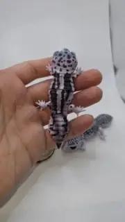 Cute Leopard Gecko Gachapon Figure (Set 2)