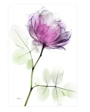 Empire Art Rose Dynasty 1 Wall Art