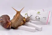 Organic Calcium for Pet Snails (3 Sticks) - for All Types of Land Snails : Garden Snail, Giant African Snail, Helix Aspersa, Pomatia etc
