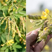 Pigeon Pea seeds