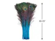 50 Pieces 20-25" Turquoise Blue Dyed Over Natural Long Peacock Tail Eye Feathers
