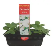 Punnet Petunia White - Gold Flower Range