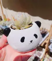 White Panda Bear Animal Ceramic Porcelain Succulent Cactus Flower Planter Pot
