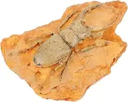 VILLFUL Insect Specimen Decoration Paleontological Bug Collector for Home Decor