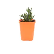 85mm Iceplant - Lampranthus Mini Purple