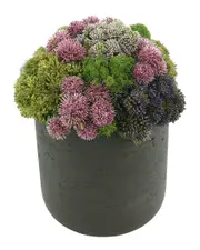 Creative Displays Multicolor Sedum Floral Arrangement