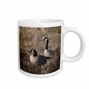 3dRose USA, Oregon, Baskett Slough NWR, pair of Canada Geese. Mug