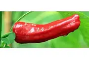 CHILLI 'Anaheim' seeds