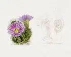 11461.Decor Poster.Room Wall.Home art design.Cactus.Cacti Biology illustration