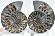 1-n-100 BLACK Ammonite Pair 185mm Deep Crystals XL 7.3" Fossil Dino Age 3044ou