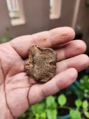 Gebel Kamil Meteorite . Iron Rock . Meteorite Rock . 348.10 Carat