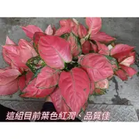 在飛比找蝦皮購物優惠-賓賓園藝 紅寶石粗肋草5吋盆