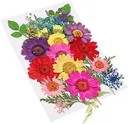 DIY Dried Flower Craft Kit 16pcs Dried Plant Embossing Flowers for Art Making