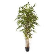 [James Lane] Bamboo Tree - 110cm x 110cm x 210cm