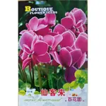 【96】新品仙客來盆栽帶花發貨好養室內花卉四季花陽臺室內盆栽觀花植物