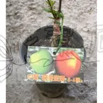 花幫派_水果苗—中葉 蘋果蜜棗--果實大~果肉細緻/4.5吋高約20-30CM