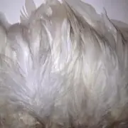 New White Schlappen Strung per 10cm - Wholesale Feathers & Craft Supplies